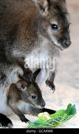 Nuovi arrivi allo Zoo di Twycross, Leicestershire, wallaby Kampuchea con il suo bambino dal collo rosso, che deve ancora essere chiamato. Foto Stock