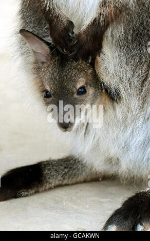 Nuovi arrivi allo Zoo di Twycross, Leicestershire, wallaby Kampuchea con il suo bambino dal collo rosso, che deve ancora essere chiamato. Foto Stock