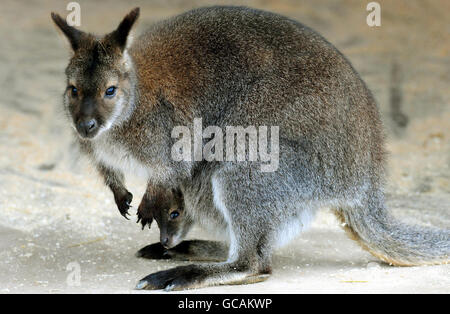 Twycross Zoo wallaby Foto Stock