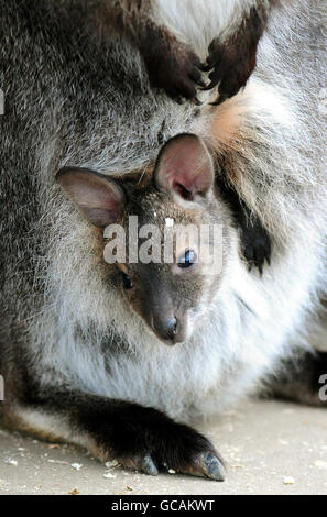 Nuovi arrivi allo Zoo di Twycross, Leicestershire, wallaby Kampuchea con il suo bambino dal collo rosso, che deve ancora essere chiamato. Foto Stock