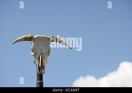 Cranio di un toro in un moderno polo e cielo blu Foto Stock