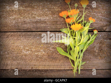 A base di erbe fresche calendula fiori Foto Stock
