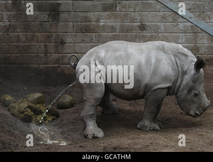 Ailsa il bambino di sei settimane White Rhino, al Drummond Safari Park vicino Stirling. Madre Dot uno dei Blair Drummond Safari Parks White Rhinos ha dato alla luce il suo secondo vitello come parte del programma di allevamento europeo. Il personale è stato avvisato della nascita da un individuo che aveva telefonato da Cipro dopo aver seguito la gravidanza di Dot sulla Rhino Web Cam sul sito web del safari. PREMERE ASSOCIAZIONE foto. Data immagine: Giovedì 4 febbraio 2010. Il credito fotografico dovrebbe essere: Andrew Milligan/PA Wire Foto Stock