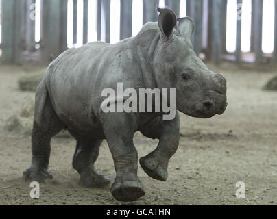 Ailsa il bambino di sei settimane White Rhino, al Drummond Safari Park vicino Stirling. Madre 'Dot' uno dei Blair Drummond Safari Parks White Rhinos ha dato alla luce il suo secondo vitello come parte del programma di allevamento europeo. Il personale è stato avvisato della nascita da un individuo che aveva telefonato da Cipro dopo aver seguito la gravidanza di Dot sulla Rhino Web Cam sul sito web del safari. PREMERE ASSOCIAZIONE foto. Data immagine: Giovedì 4 febbraio 2010. Il credito fotografico dovrebbe essere: Andrew Milligan/PA Wire Foto Stock