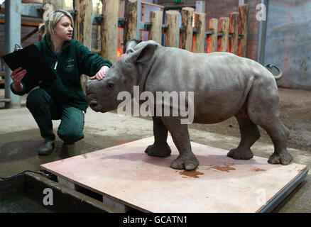 Animal Keeper Ailsa West con Ailsa il bambino di sei settimane White Rhino, come viene pesato al Blair Drummond Safari Park vicino Stirling. Madre Dot uno dei Blair Drummond Safari Parks White Rhinos ha dato alla luce il suo secondo vitello come parte del programma di allevamento europeo. Il personale è stato avvisato della nascita da un individuo che aveva telefonato da Cipro dopo aver seguito la gravidanza di Dot sulla Rhino Web Cam sul sito web del safari. Foto Stock