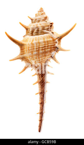 Oggetti isolati: vuoto Thorn Conch shell, isolati su sfondo bianco Foto Stock