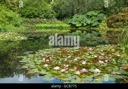 Water Lilies (Nymphaea) nel lago a RHS Rosemoor nel Devon, Inghilterra, Regno Unito Foto Stock
