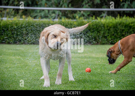 Imbevuto Labrador retreiver sull'erba la riproduzione di fetch, agitando l'acqua off Foto Stock