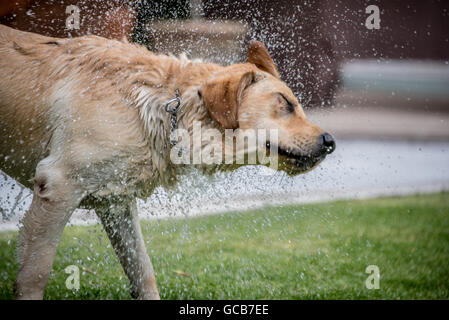 Il Labrador retreiver sull'erba la riproduzione di fetch, agitando l'acqua off Foto Stock