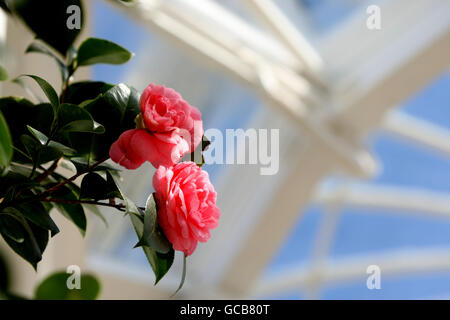 'Middlemist rosso di' camellia Foto Stock