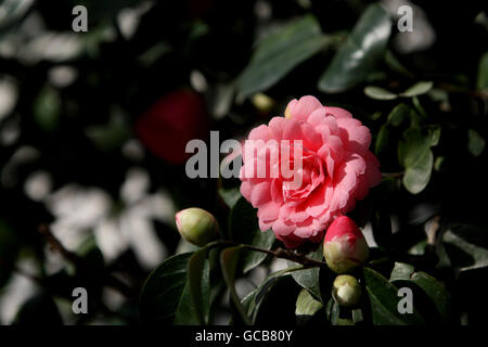 'Middlemist rosso di' camellia Foto Stock