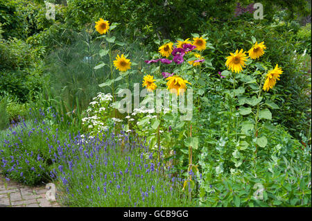 Il Papavero (Papaver somniferum) nel Giardino Cottage a RHS Rosemoor nel Devon, Inghilterra, Regno Unito Foto Stock