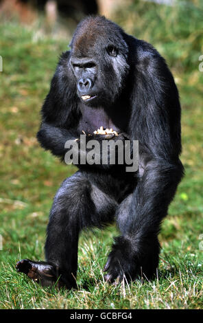 Gorilla presso lo Zoo di Londra Foto Stock