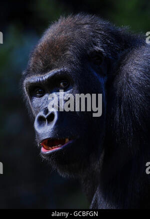 Gorilla presso lo Zoo di Londra Foto Stock