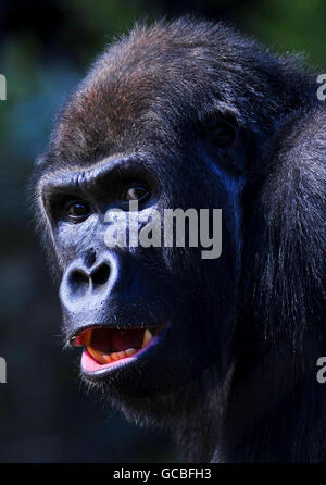 Gorilla presso lo Zoo di Londra Foto Stock