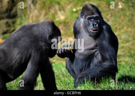 Gorilla presso lo Zoo di Londra Foto Stock