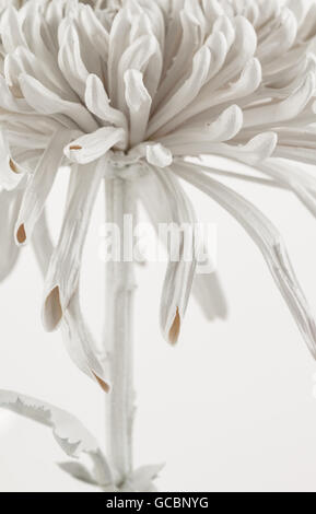 Extreme close up di bianco verniciato a spruzzo crisantemo petali di fiori e lo stelo. Foto Stock