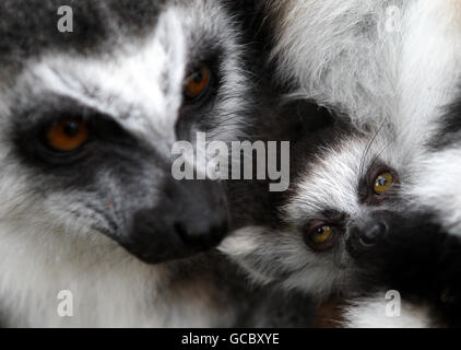 Leila, il lemur di una settimana dalla coda ad anello, si aggrappò a sua madre, Principessa, mentre si godeva il tempo primaverile di Lemur Land durante la domenica di maternità al Blair Drummond Safari Park vicino a Stirling. Foto Stock