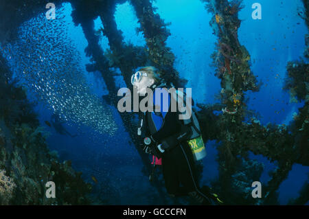 Mar Rosso, Egitto, Egitto. 3 Mar, 2016. Femmina sub all'interno del relitto della SS Carnatic con una scuola di Glassfish (Parapriacanthus ransonneti), Mar Rosso, Egitto © Andrey Nekrasov/ZUMA filo/ZUMAPRESS.com/Alamy Live News Foto Stock