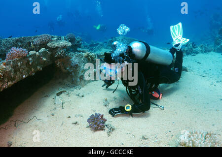 Mar Rosso, Egitto, Egitto. 3 Mar, 2016. Femmina sub guardando il relitto di Yolanda, Shark Yolanda Reef, il parco nazionale di Ras Mohammed, Sinai Sharm el-Sheikh, Mar Rosso, Egitto, Africa © Andrey Nekrasov/ZUMA filo/ZUMAPRESS.com/Alamy Live News Foto Stock