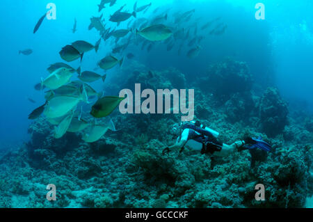 Mar Rosso, Egitto, Egitto. 3 Mar, 2016. Maschio sub a scuola di Bluespine unicornfish (Naso unicornis) sul relitto dello scheletro di Yolanda, Shark Yolanda Reef, il parco nazionale di Ras Mohammed, Sinai Sharm el-Sheikh, Mar Rosso, Egitto, Africa © Andrey Nekrasov/ZUMA filo/ZUMAPRESS.com/Alamy Live News Foto Stock