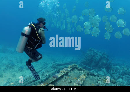 Mar Rosso, Egitto, Egitto. 3 Mar, 2016. Maschio di scuba diver guardando alla scuola di Orbicular (batfish Platax orbicularis) sul relitto di Yolanda, Shark Yolanda Reef, il parco nazionale di Ras Mohammed, Sinai Sharm el-Sheikh, Mar Rosso, Egitto, Africa © Andrey Nekrasov/ZUMA filo/ZUMAPRESS.com/Alamy Live News Foto Stock