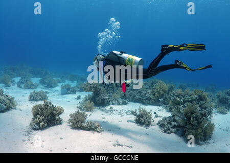 Mar Rosso, Egitto, Egitto. 3 Mar, 2016. Maschio di scuba diver guardando il plumbings sul relitto di Yolanda, Shark Yolanda Reef, il parco nazionale di Ras Mohammed, Sinai Sharm el-Sheikh, Mar Rosso, Egitto, Africa © Andrey Nekrasov/ZUMA filo/ZUMAPRESS.com/Alamy Live News Foto Stock