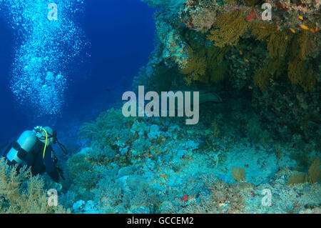 Mar Rosso, Egitto. 8 Giugno, 2016. Voce maschile subacqueo con un Napoleonfish (Cheilinus undulatus) Mare Rosso, Egitto © Andrey Nekrasov/ZUMA filo/ZUMAPRESS.com/Alamy Live News Foto Stock