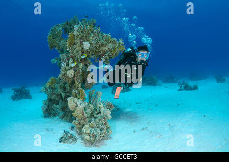 3 marzo 2016 - Mar Rosso, Egitto - Femmina subacqueo con una barriera corallina, Shark Yolanda Reef, il parco nazionale di Ras Mohammed, Sinai Sharm el-Sheikh, Mar Rosso, Egitto, Africa (credito Immagine: © Andrey Nekrasov/ZUMA filo/ZUMAPRESS.com) Foto Stock