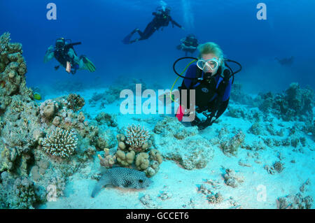 3 marzo 2016 - Mar Rosso, Egitto - Femmina subacqueo con un bianco-spotted puffer (Arothron hispidus), Shark Yolanda Reef, il parco nazionale di Ras Mohammed, Sinai Sharm el-Sheikh, Mar Rosso, Egitto, Africa (credito Immagine: © Andrey Nekrasov/ZUMA filo/ZUMAPRESS.com) Foto Stock