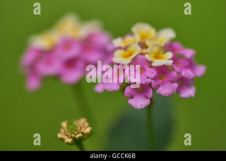 Lantana camara wild bianco-rosso-big-salvia tickberry fiori close up Foto Stock