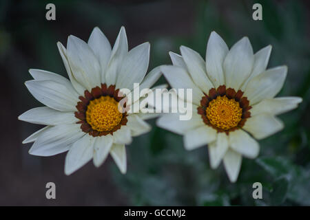 Due fiori gazania close up Kiss Frosty Mix Foto Stock