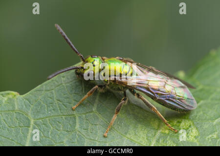 Un luminoso verde metallizzato il sudore Bee (Augochlora pura) sorge in corrispondenza di un bordo di una anta. Foto Stock