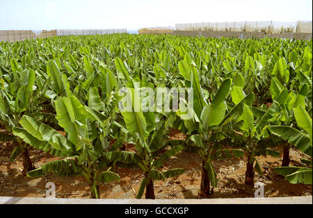 Piantagione di banane in Tenerife Isole Canarie Foto Stock
