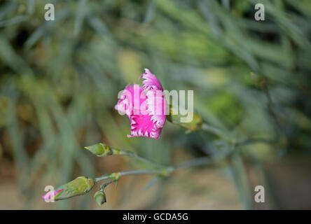 Fotografia macro selvatiche di rosa fiori di garofano (Dianthus caryophyllus) su sfondo naturale Foto Stock