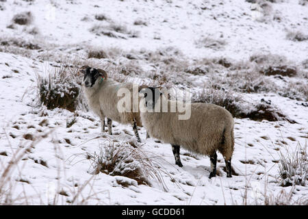 Pecore nei campi innevati nelle colline vicino a Fintry, Scozia, come l'arrivo del tempo estivo britannico ha portato il tempo umido e ventoso alcune parti del paese. Foto Stock