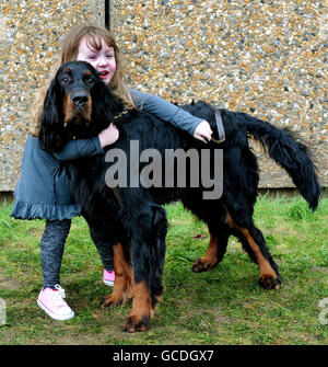 Collina di Firenze, quattro, dell'Abbazia di Waltham, Essex, con animale domestico di famiglia, Tyler, Un cinque anni Gordon Setter a Crufts, NEC, Birmingham. Foto Stock