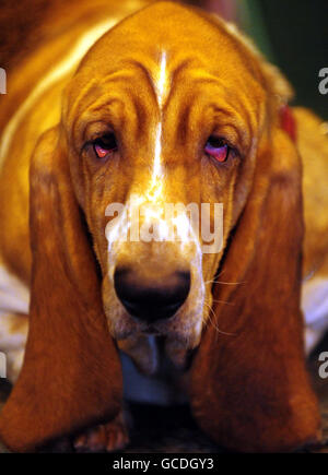 Crociere 2010. Un Basset Hound a Crufts, NEC, Birmingham. Foto Stock