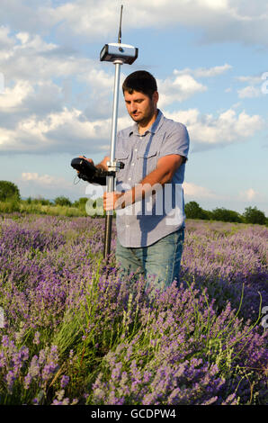 Agrimensura in un campo di lavanda Foto Stock