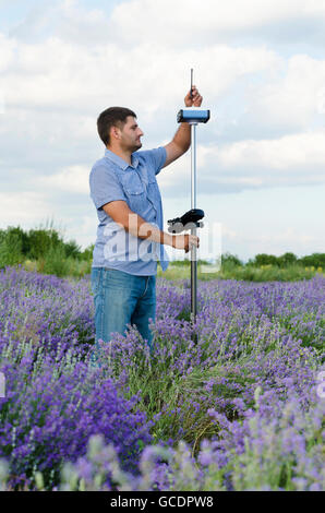 Geometra tracing in un campo di lavanda Foto Stock