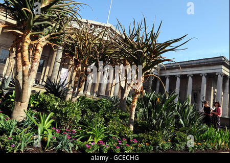 Un paesaggio a tema sudafricano, realizzato in collaborazione con i Royal Botanic Gardens, Kew, abbra il piazzale del British Museum di Londra. Il giardino, che presenta alberi di quiver, in primo piano, da cui vengono fatte le franche, sarà aperto ai visitatori dal 29 aprile al 10 ottobre. Foto Stock