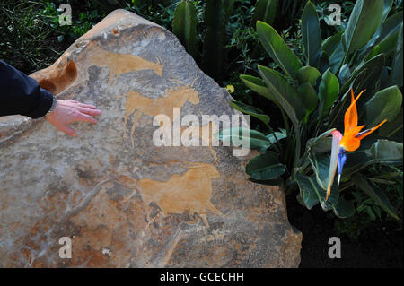 Un paesaggio a tema sudafricano, realizzato in collaborazione con i Royal Botanic Gardens, Kew, abbra il piazzale del British Museum di Londra. Il giardino, che presenta alberi di quiver, in primo piano, da cui vengono fatte le franche, sarà aperto ai visitatori dal 29 aprile al 10 ottobre. Foto Stock