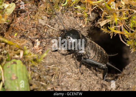Campo cricket (Gryllus campestris), maschio larva all entrata della caverna, Baden-Württemberg, Germania Foto Stock