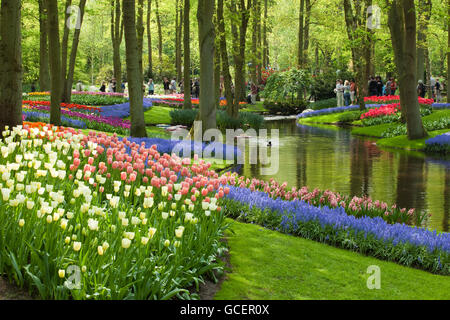 Fiori annuali mostrano con prevalenza di tulipani, Keukenhof flower garden Lisse, North Holland provincia, Paesi Bassi, Europa Foto Stock