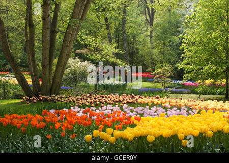 Fiori annuali mostrano con prevalenza di tulipani, Keukenhof flower garden Lisse, North Holland provincia, Paesi Bassi, Europa Foto Stock