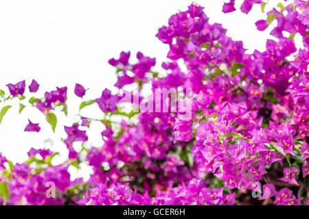 Fucsia e viola delle brattee di bougainvillea glabra Foto Stock