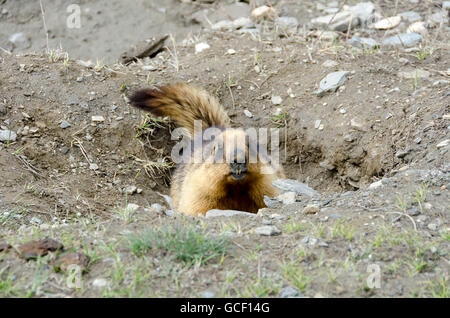 La marmotta himalayana, Rangdum, Suru Valley, Ladakh, Jammu e Kashmir India Foto Stock