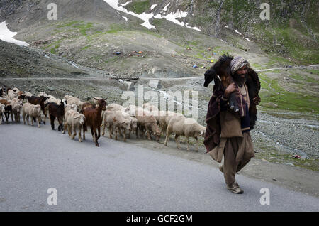 L'uomo imbrancandosi capre lungo la strada Zojila Pass, Leh a Srinagar Road, Ladakh, Jammu e Kashmir India Foto Stock