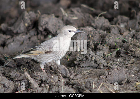 I capretti starling (Sturnus vulgaris). Familiare uccello giovane con piumaggio adulto proveniente attraverso Foto Stock