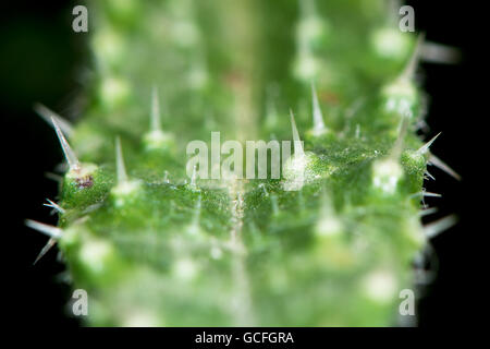 Ispido (oxtongue Picris echioides) foglia. Spine sulla foglia di fico d'India pianta in famiglia a margherita (Asteraceae) Foto Stock